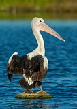Image. Australian Pelican