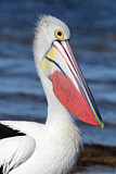 Image. Australian Pelican