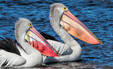 Image. Australian Pelican