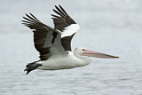 Image. Australian Pelican