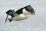 Image. Australian Pelican