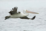 Image. Australian Pelican
