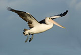 Image. Australian Pelican