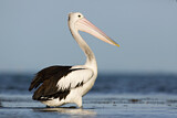Image. Australian Pelican
