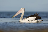 Image. Australian Pelican