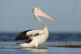 Image. Australian Pelican
