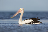 Image. Australian Pelican