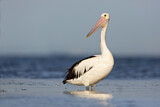 Image. Australian Pelican