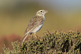 Image. Australian Pipit