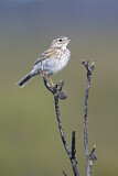 Image. Australian Pipit