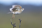 Image. Australian Pipit
