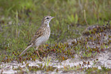 Image. Australian Pipit