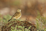 Image. Australian Pipit