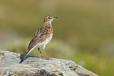 Image. Australian Pipit