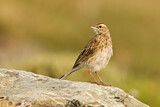 Image. Australian Pipit
