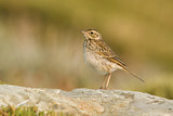 Image. Australian Pipit