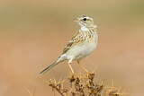 Image. Australian Pipit