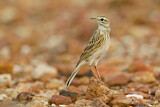 Image. Australian Pipit