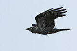 Image. Australian Raven