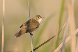 Image. Australian Reed Warbler