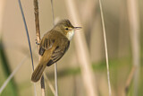 Image. Australian Reed Warbler