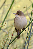 Image. Australian Reed Warbler
