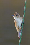 Image. Australian Reed Warbler