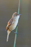 Image. Australian Reed Warbler