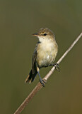 Image. Australian Reed Warbler