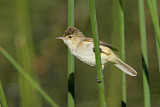 Image. Australian Reed Warbler