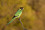 Image. Australian Ringneck