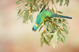 Image. Australian Ringneck