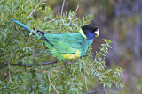 Image. Australian Ringneck