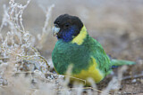 Image. Australian Ringneck