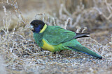 Image. Australian Ringneck