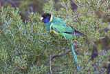 Image. Australian Ringneck