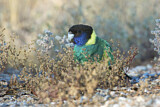 Image. Australian Ringneck