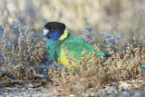 Image. Australian Ringneck