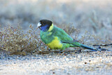Image. Australian Ringneck