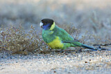 Image. Australian Ringneck