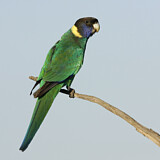 Image. Australian Ringneck