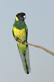 Image. Australian Ringneck