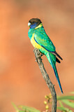 Image. Australian Ringneck