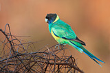 Image. Australian Ringneck
