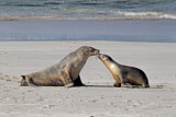 Image. Australian Sea Lion