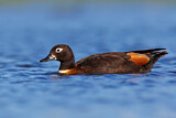 Image. Australian Shelduck