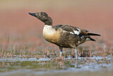 Image. Australian Shelduck
