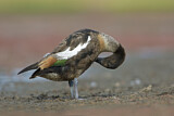 Image. Australian Shelduck