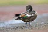 Image. Australian Shelduck