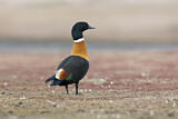 Image. Australian Shelduck